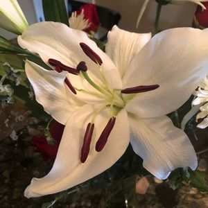 Meet your Posher, Maria